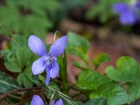 Zwei Waldveilchen hellblau